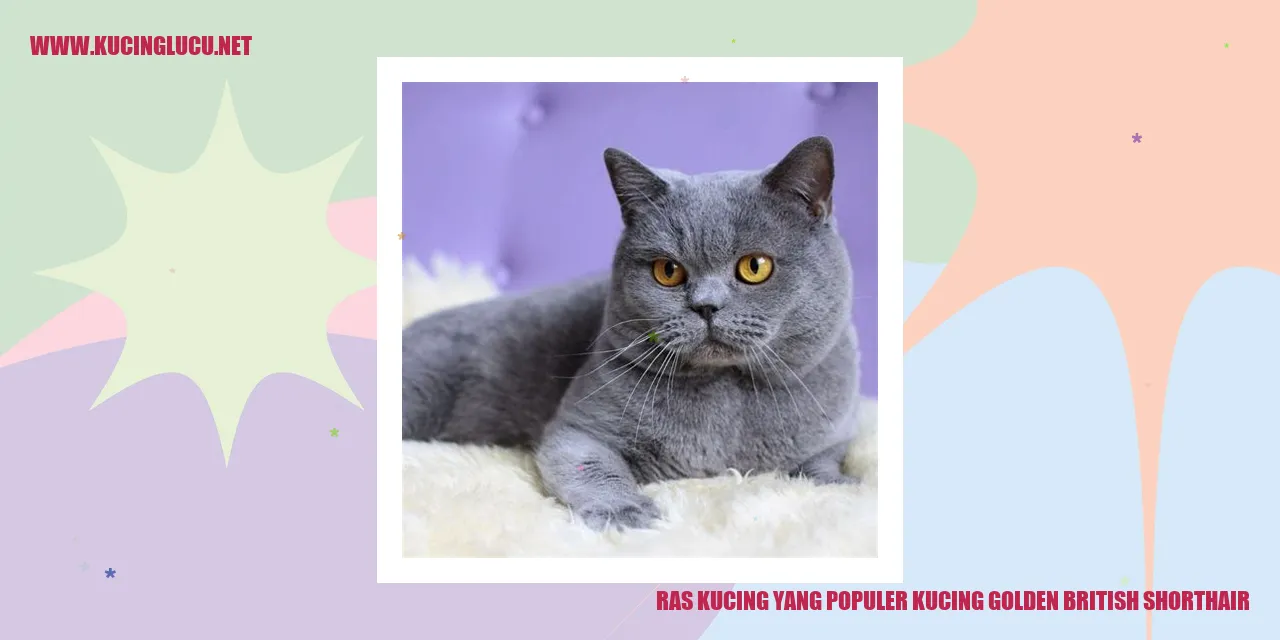 Kucing Golden British Shorthair