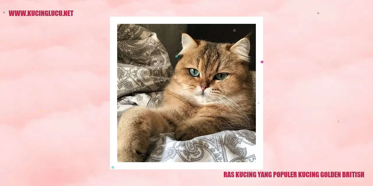 kucing golden british
