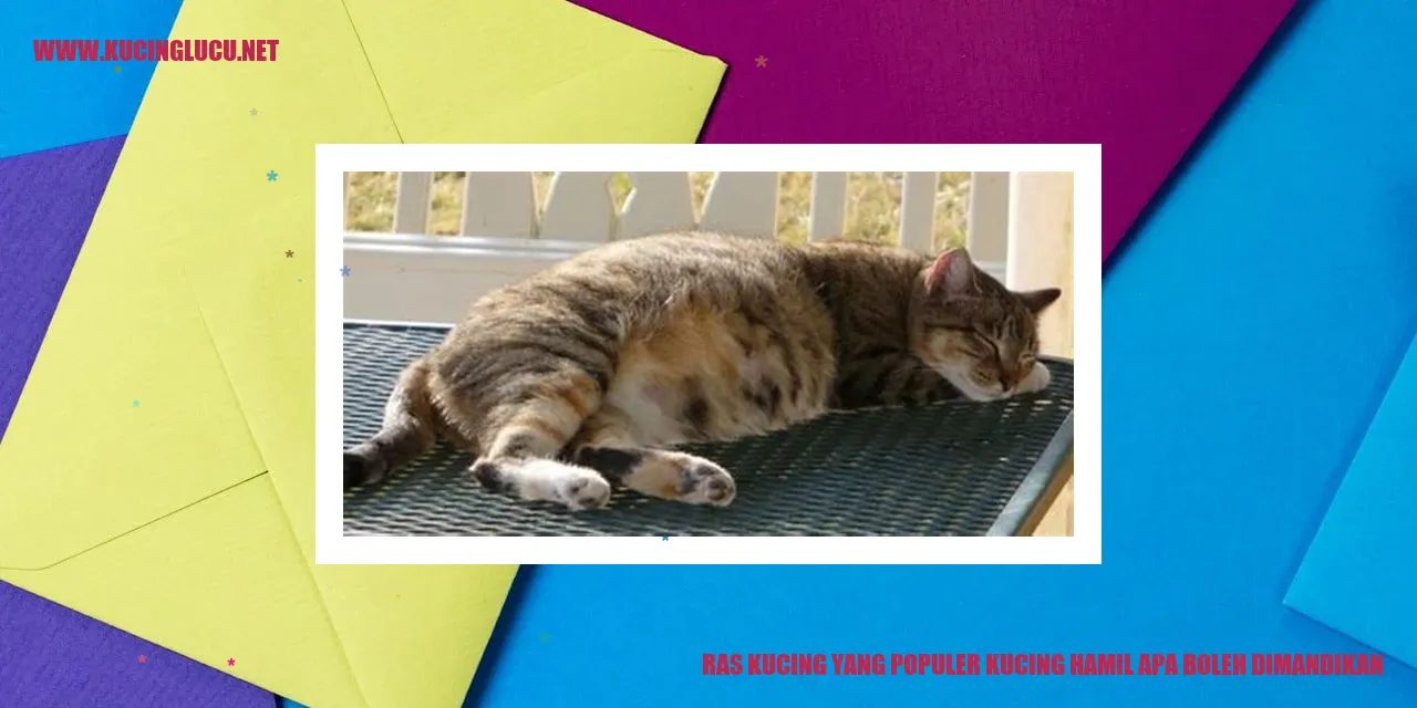Ras Kucing yang Populer Kucing Hamil Apa Boleh Dimandikan