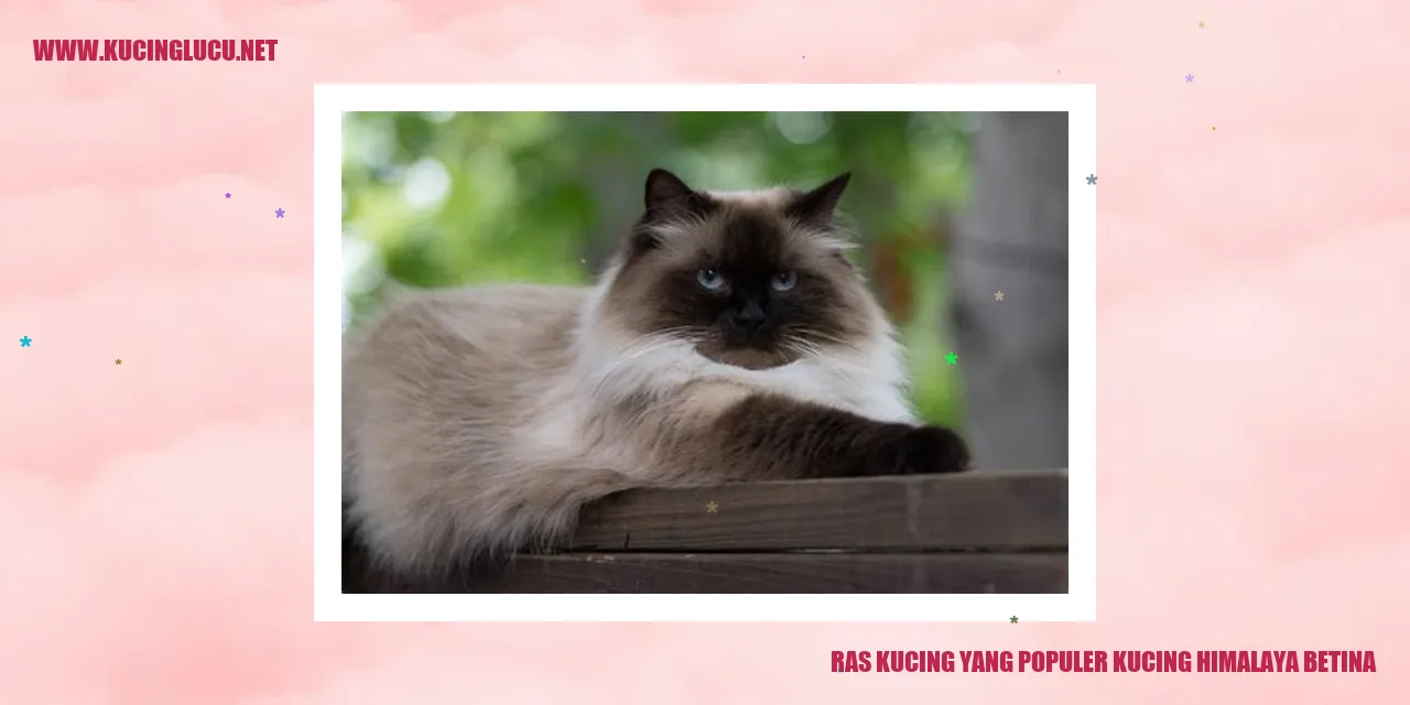 Kucing Himalaya Betina