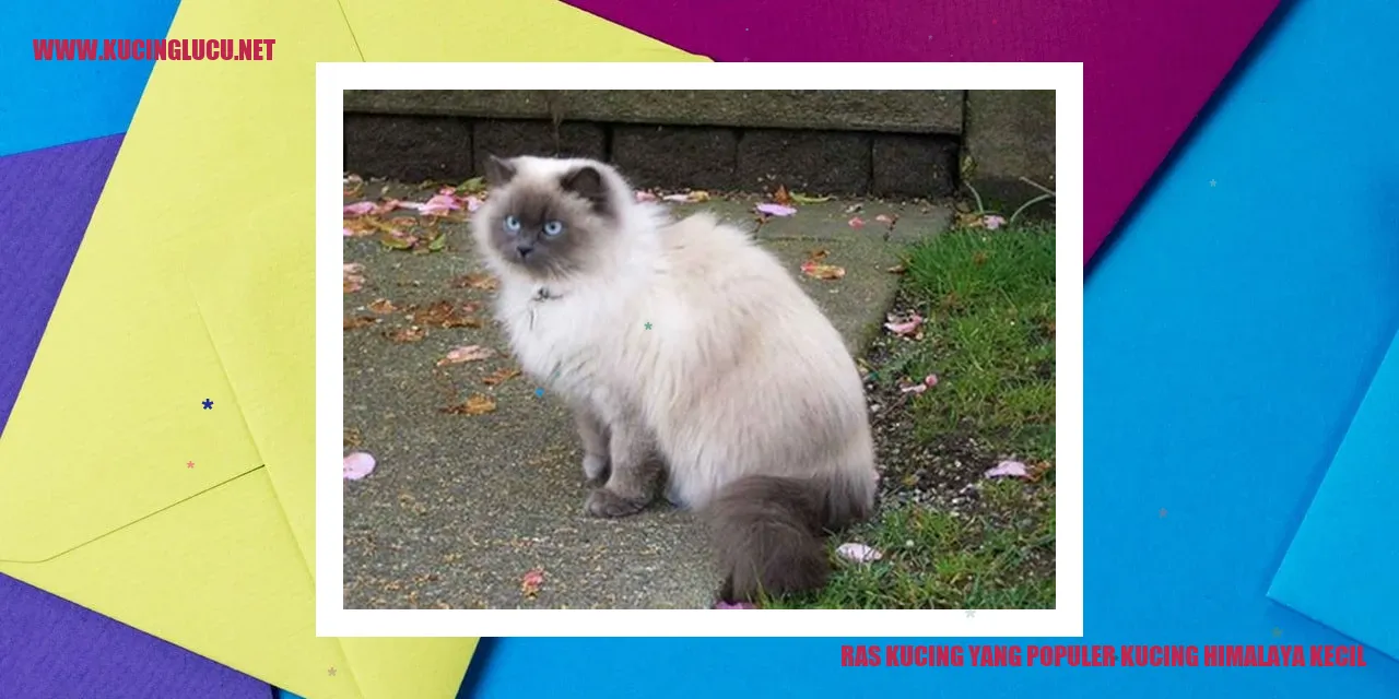 Kucing Himalaya Mungil