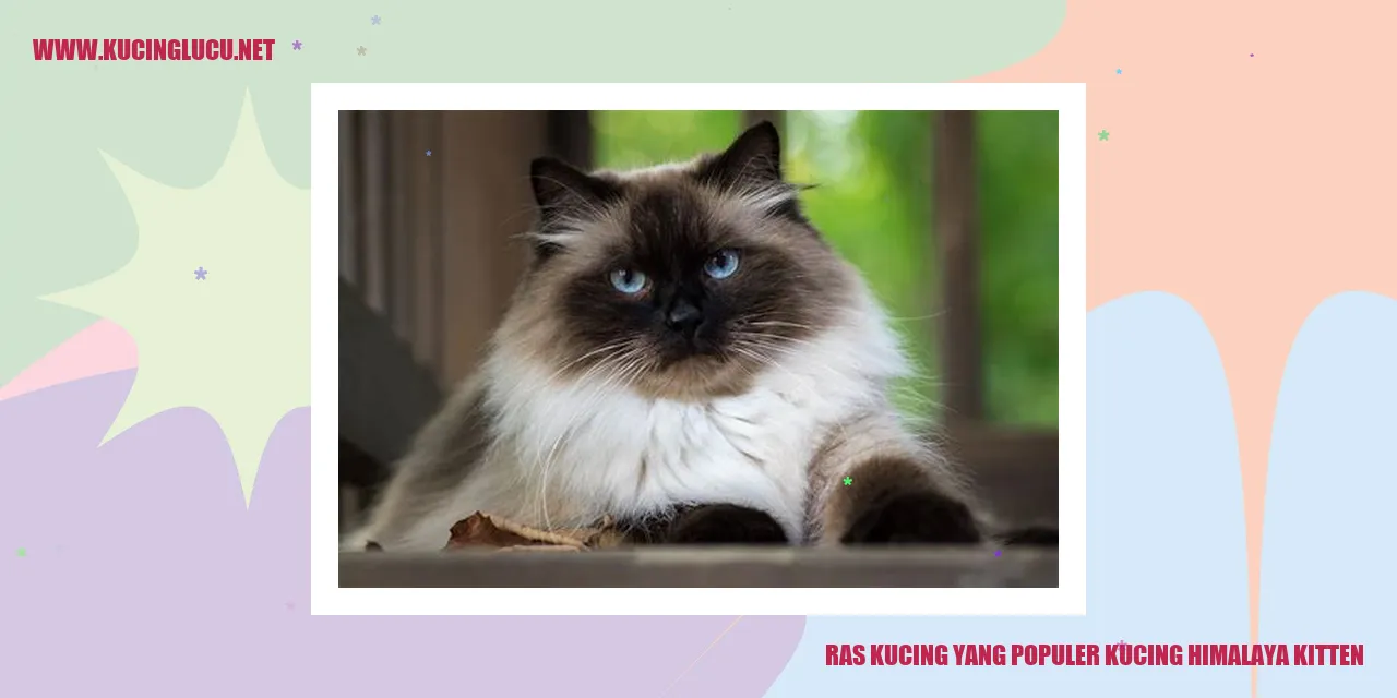 Gambar Kucing Himalaya Kitten