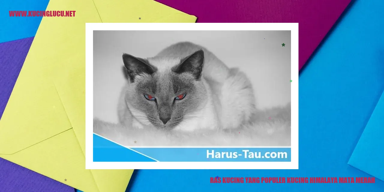 Kucing Himalaya Bermata Merah