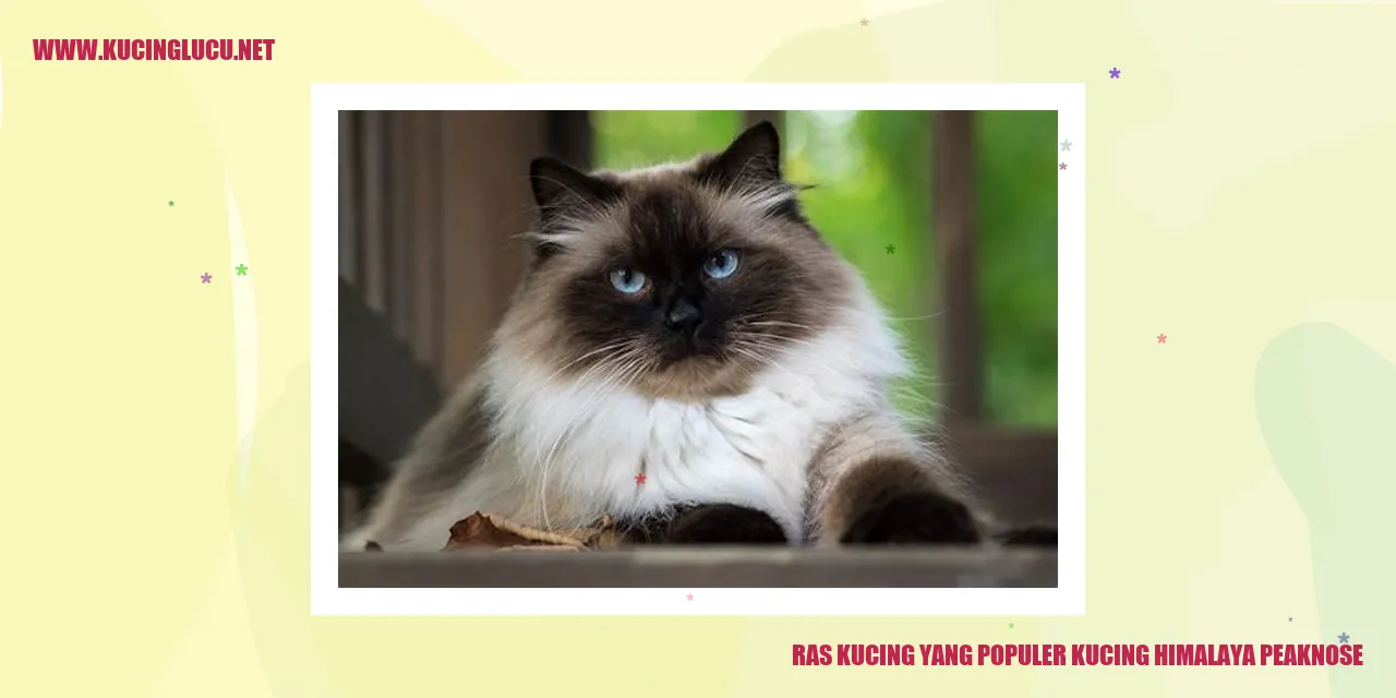 Kucing Himalaya Peaknose
