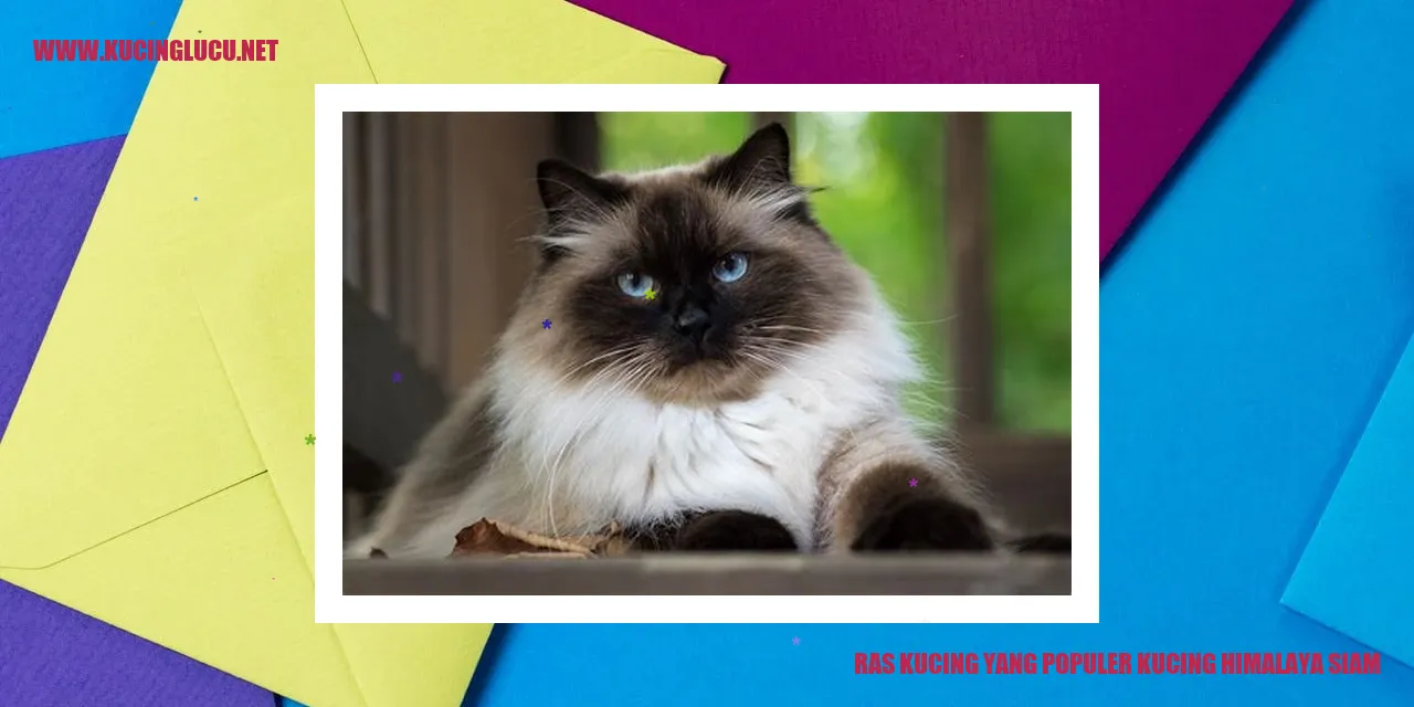 Kucing Himalaya Siam