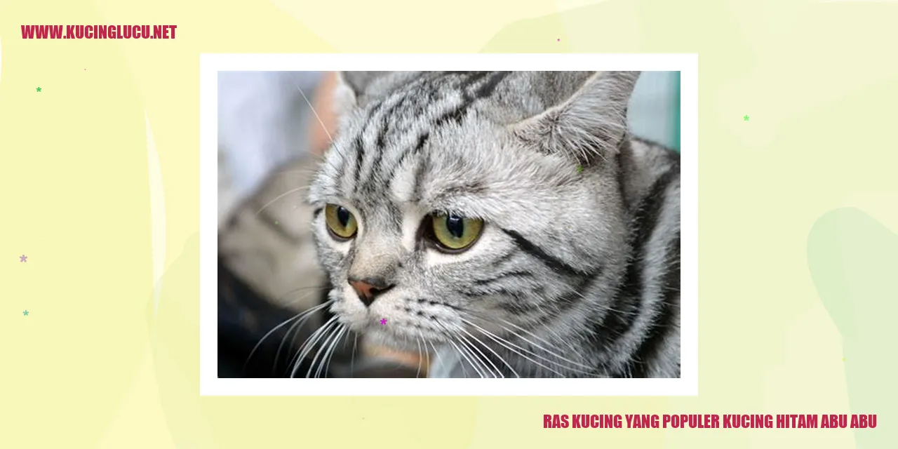 Kucing Hitam Abu-abu