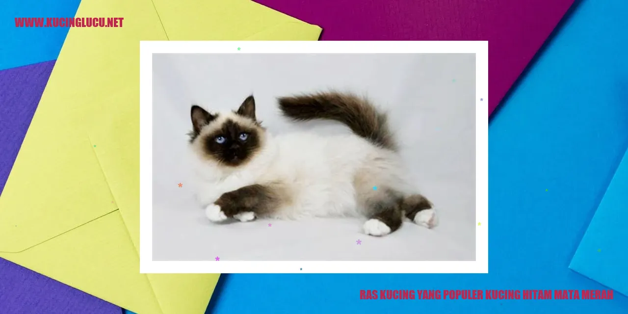 Kucing Hitam Mata Merah