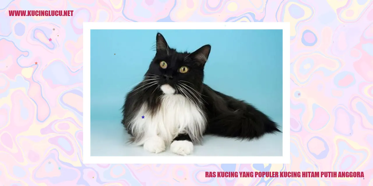 Gambar kucing anggora berwarna hitam putih