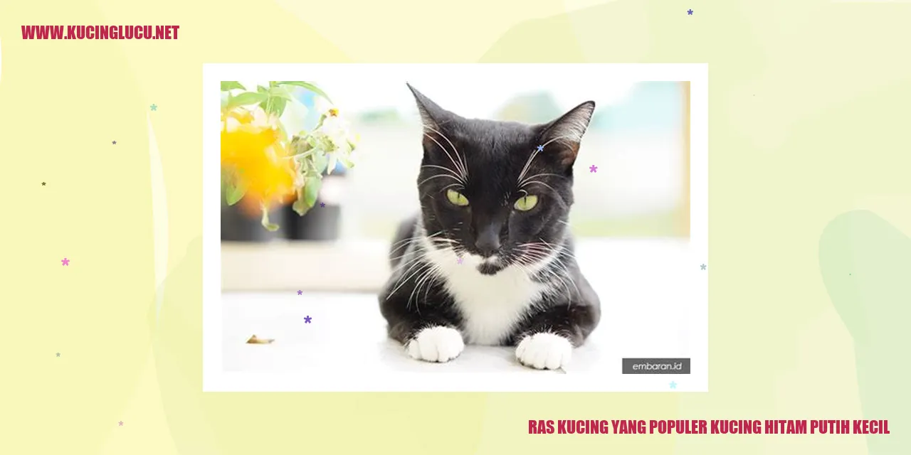 Kucing Berbalut Hitam Putih Mungil