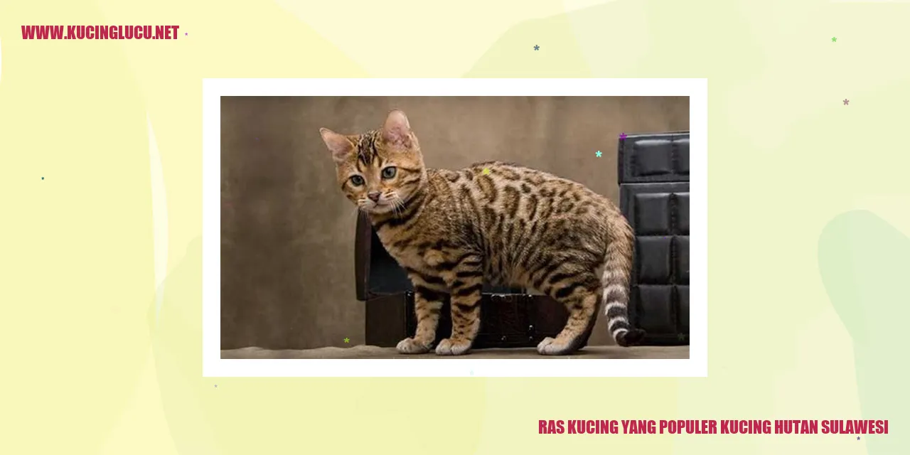Kucing Hutan Sulawesi