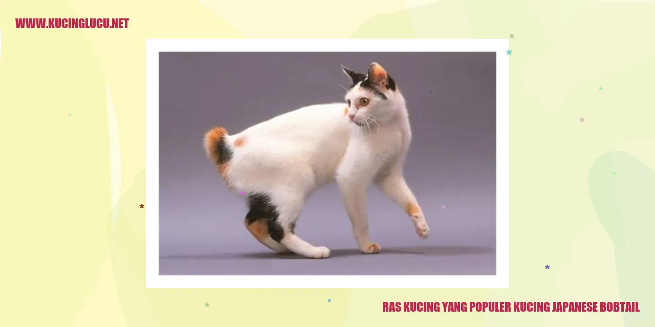 Kucing Japanese Bobtail: Ras Kucing yang Terkenal