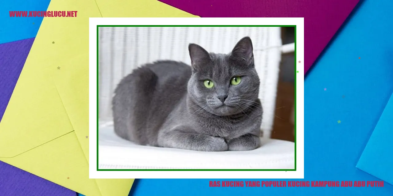 Kucing Lokal Berbulu Abu-Abu Putih