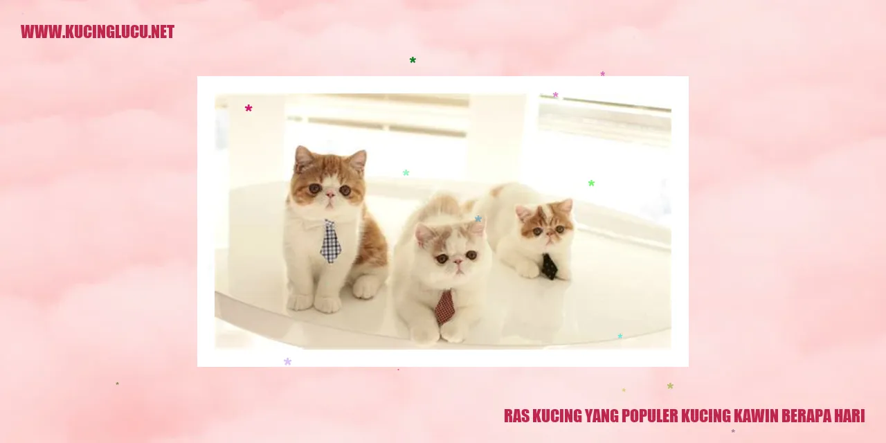 Kucing Persia