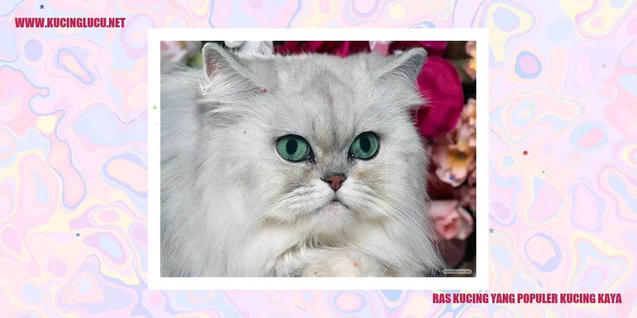 Gambar Kucing Kaya