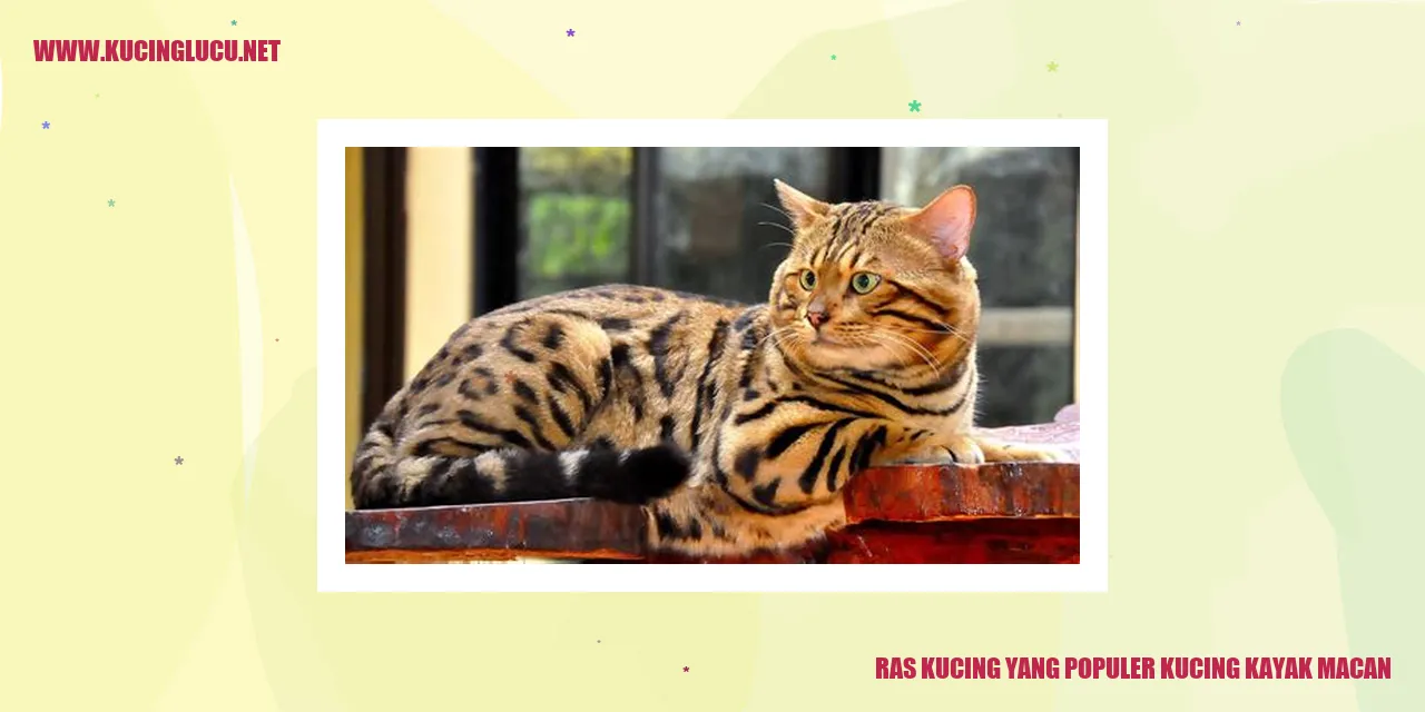 kucing macan