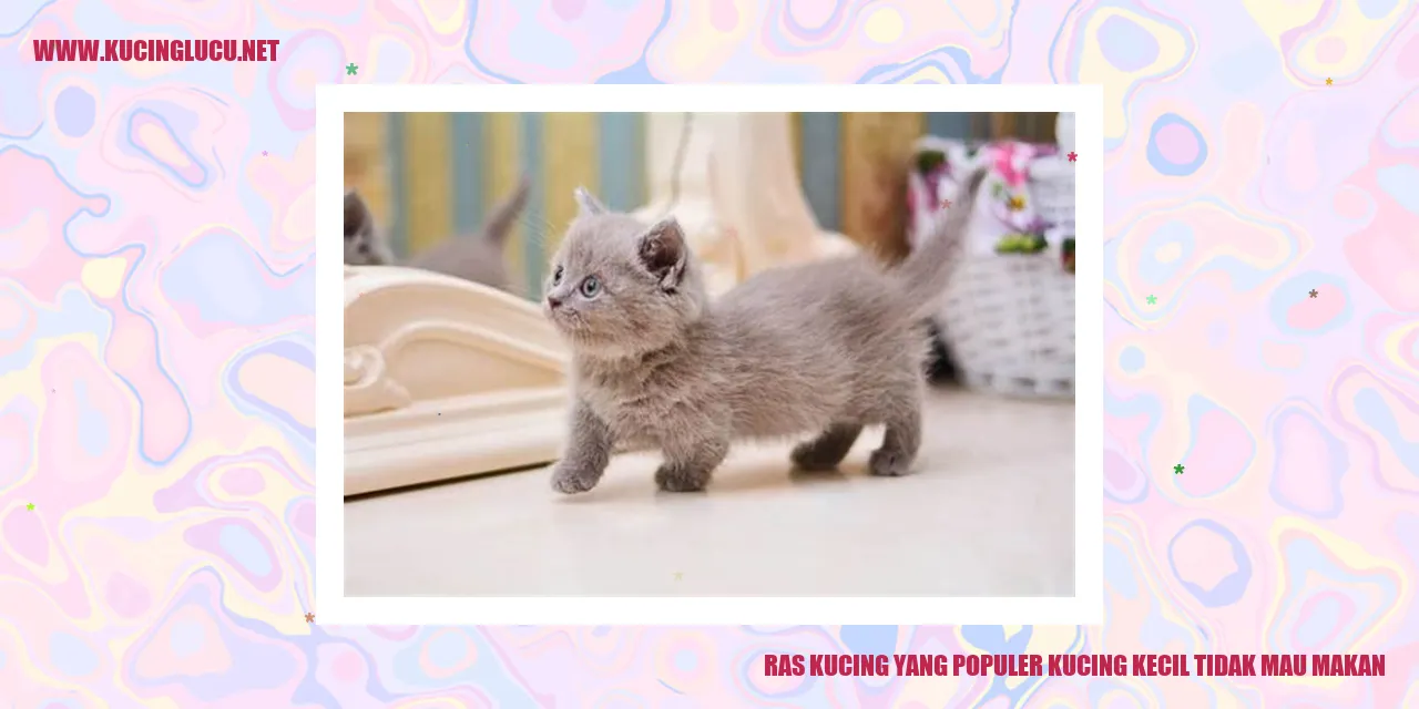 Kucing Kecil yang Sulit Makan