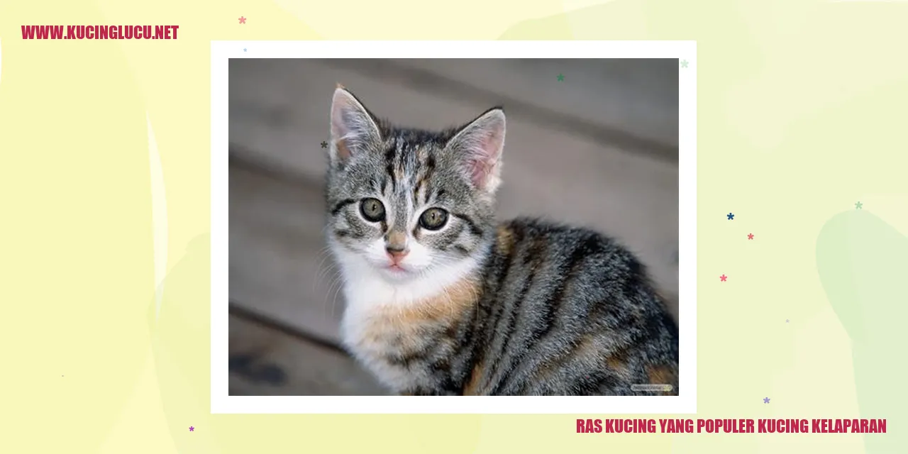 Ras Kucing yang Populer kucing kelaparan