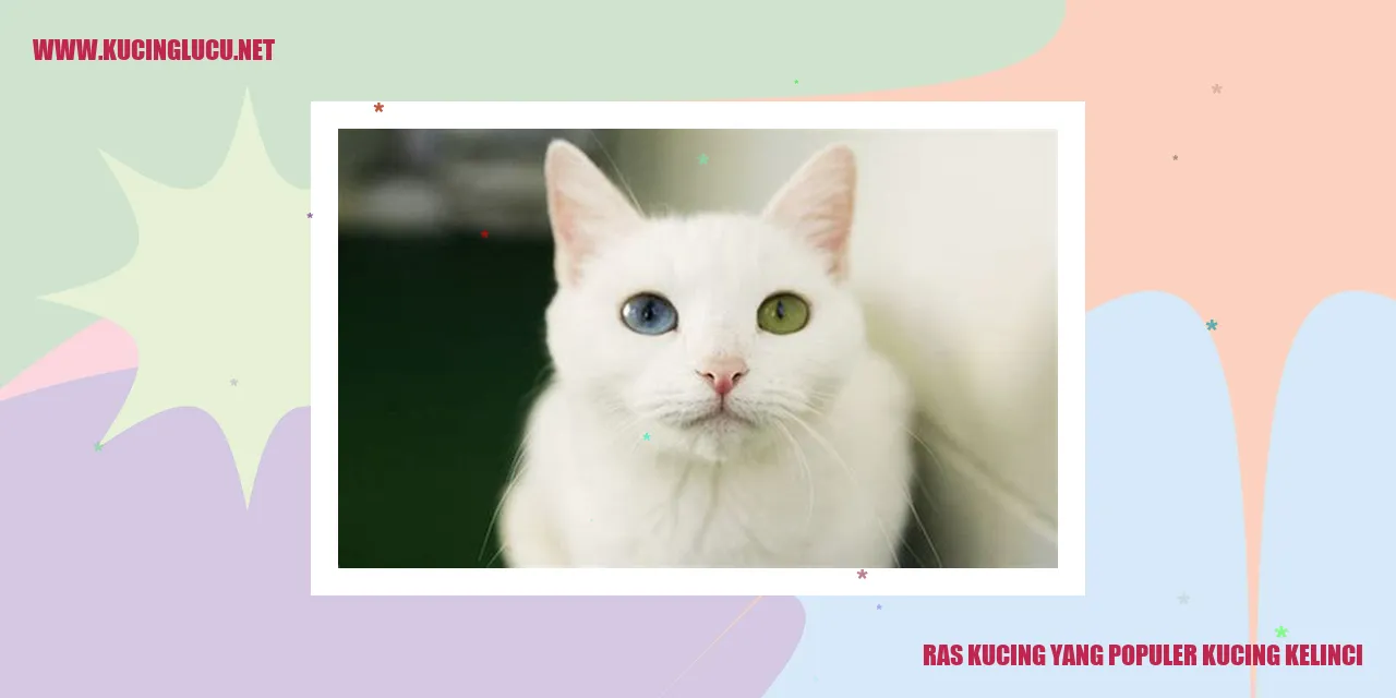 Ras Kucing yang Populer kucing kelinci
