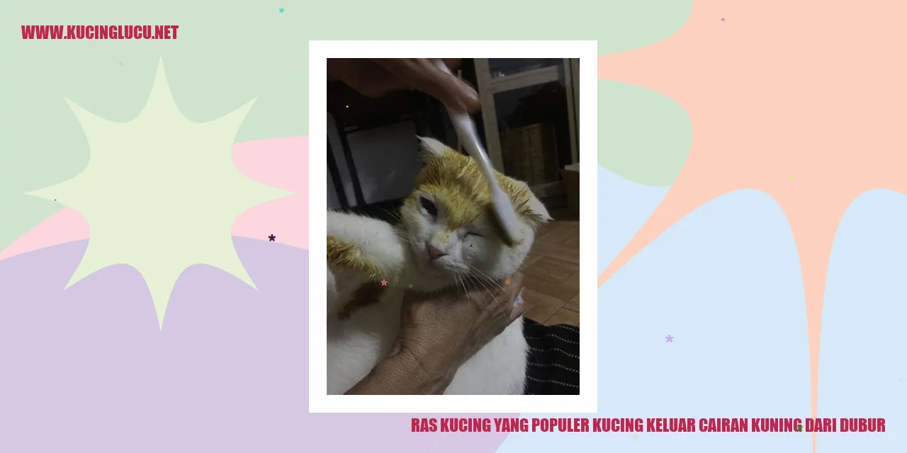 Kucing Maine Coon
