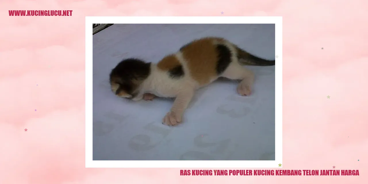 Kucing Kembang Telon Jantan