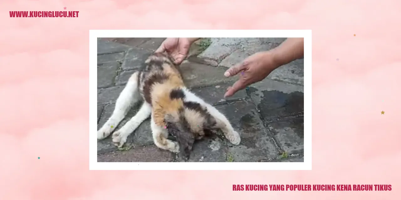 Kucing melawan tikus