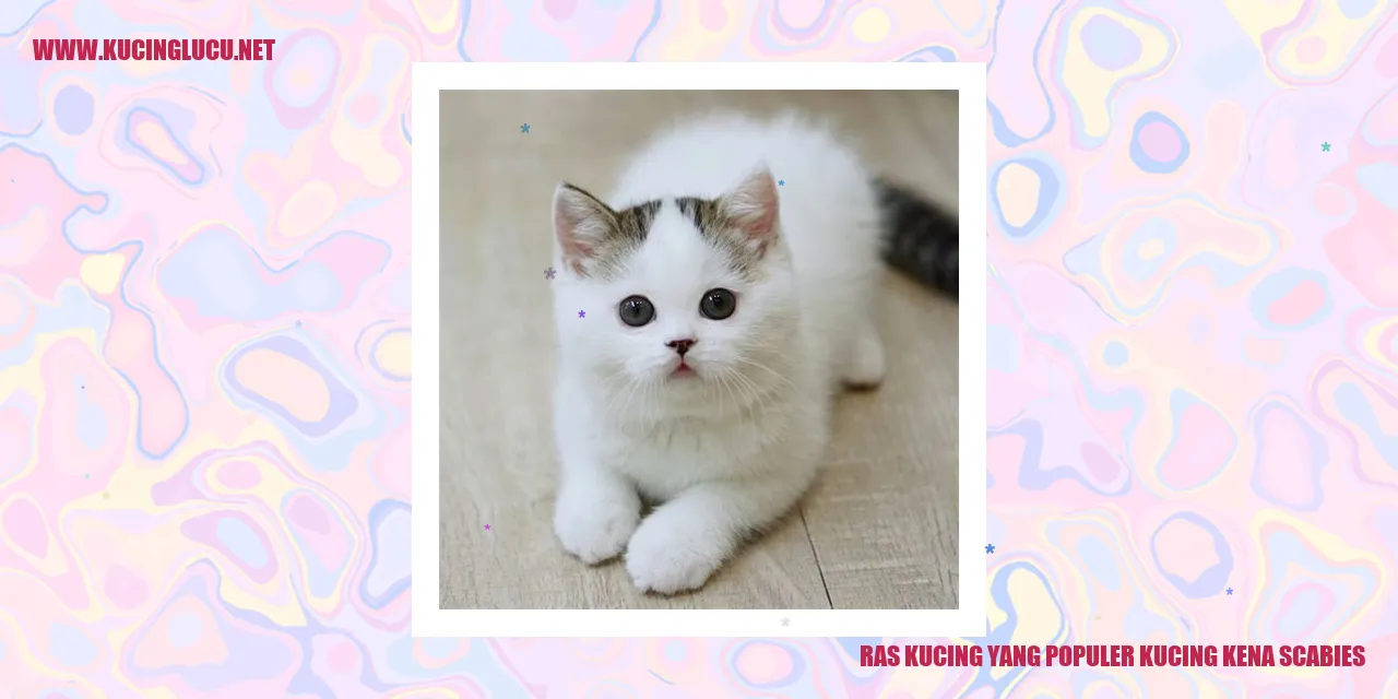 Kucing Mengalami Scabies
