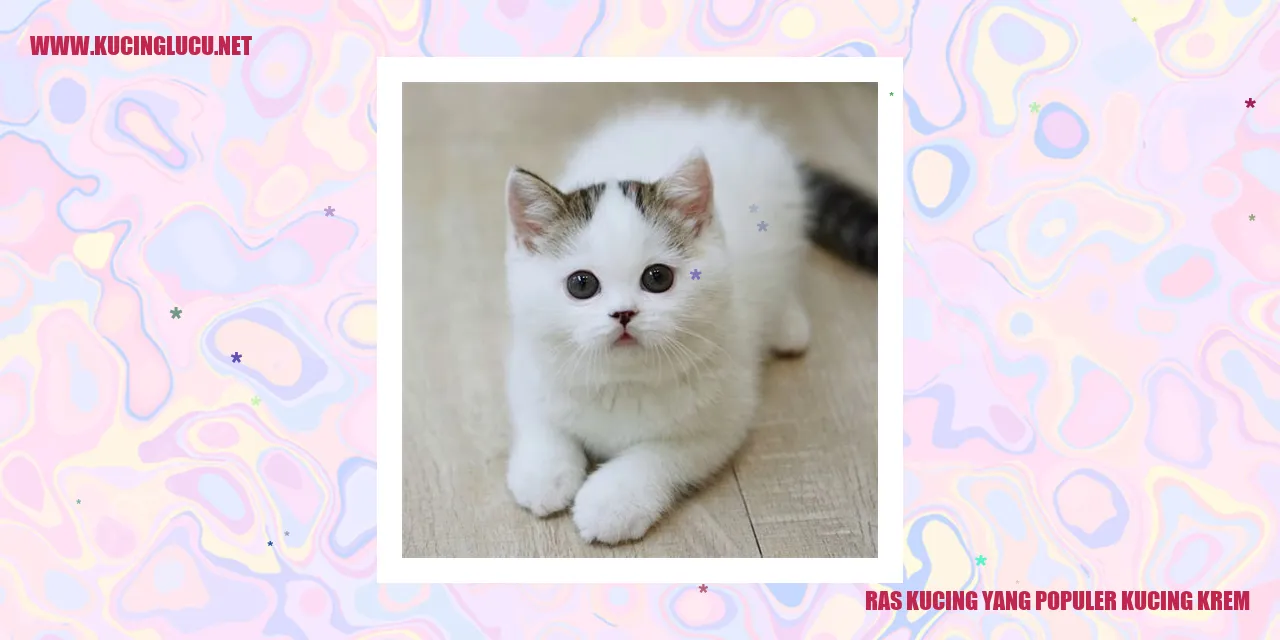 Gambar kucing krem
