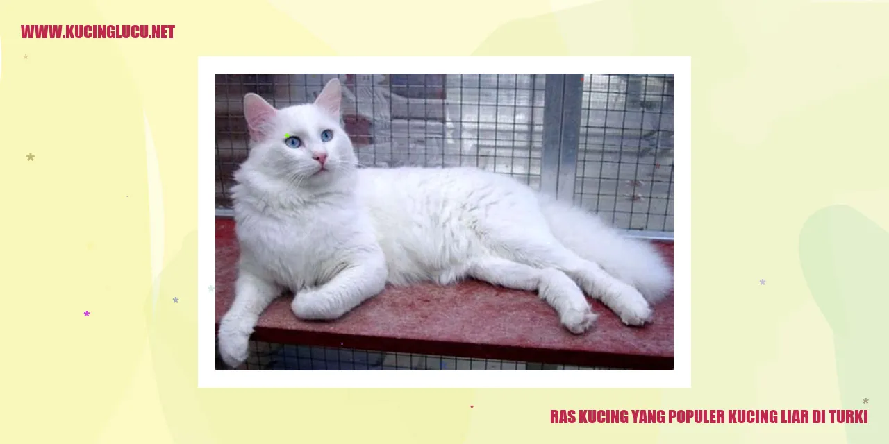 Kucing Liar di Turki