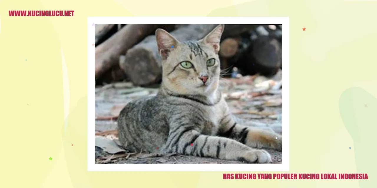 Kucing Lokal Indonesia