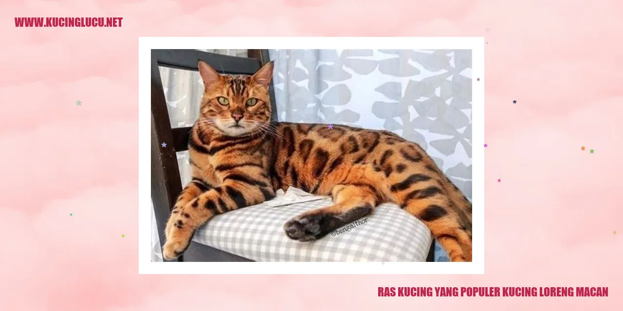 Gambar kucing loreng macan