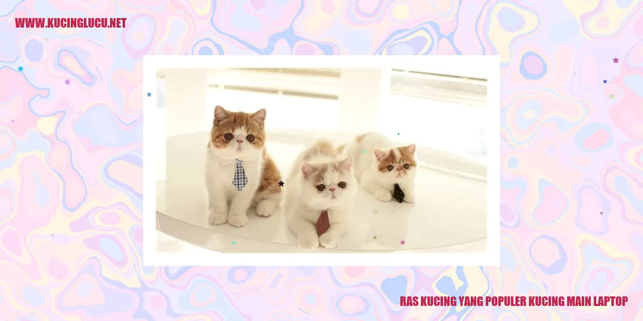 Kucing main laptop