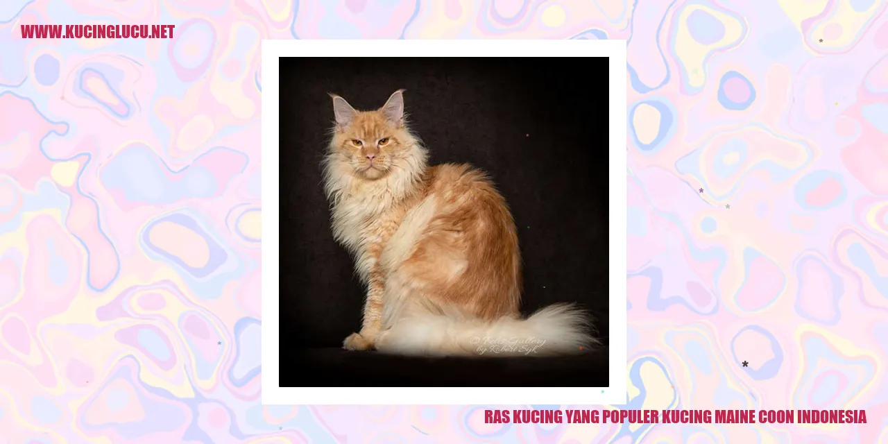 Kucing Maine Coon Indonesia