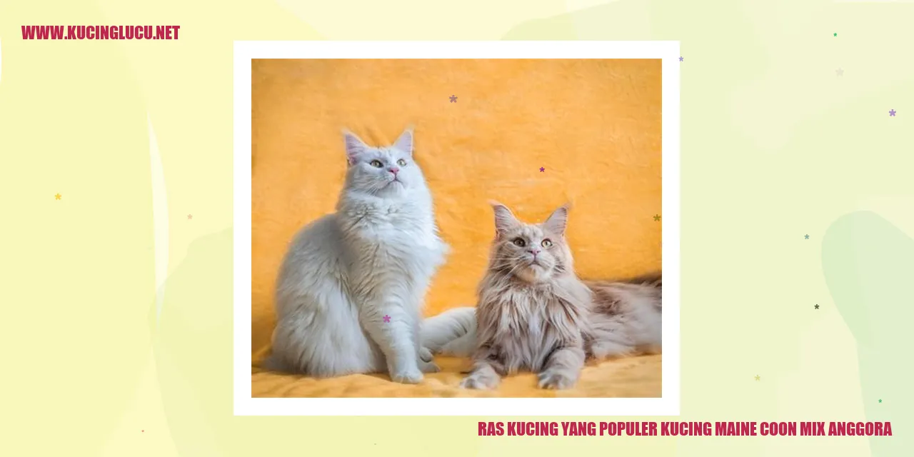 Kucing Maine Coon Mix Anggora