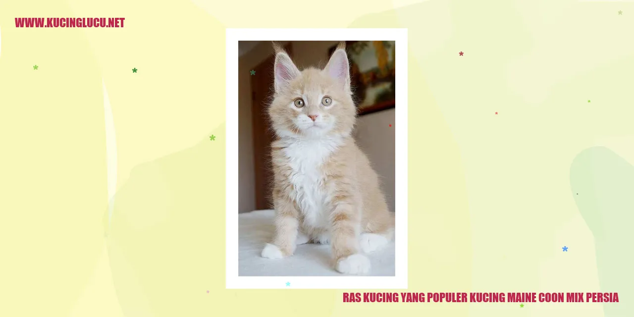 Foto Eksklusif Kucing Maine Coon Mix Persia