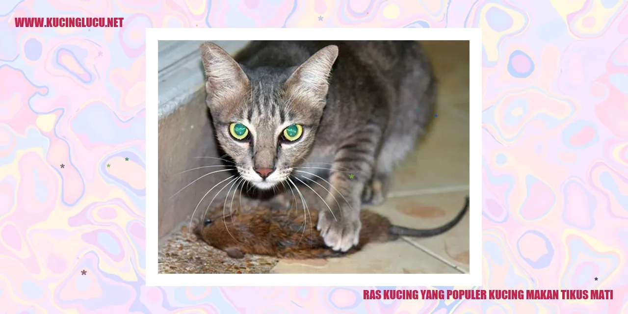 Kucing yang Menjadi Pemburu Tikus Terampil