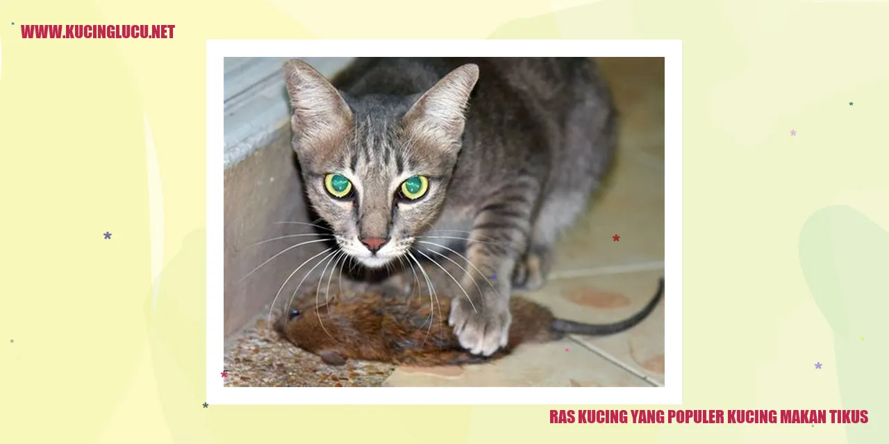 Ras Kucing yang Populer makan tikus