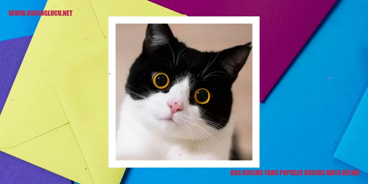 Ras Kucing yang Populer kucing mata hitam