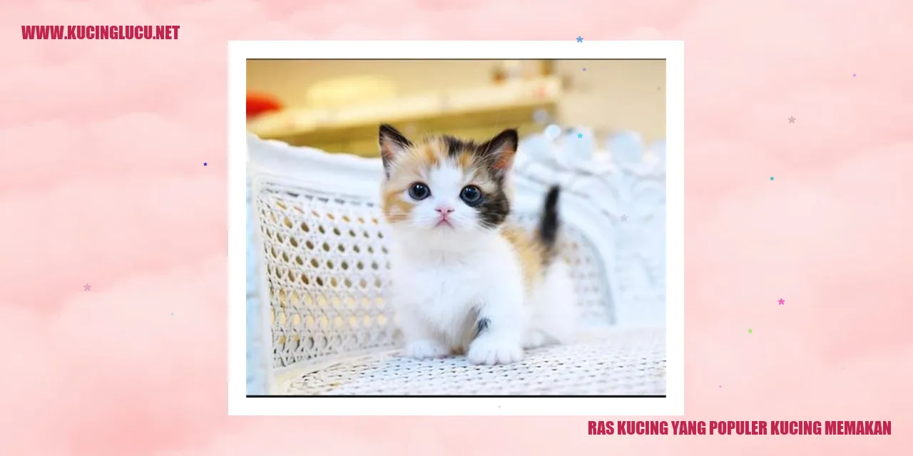 Ras Kucing yang Populer kucing memakan