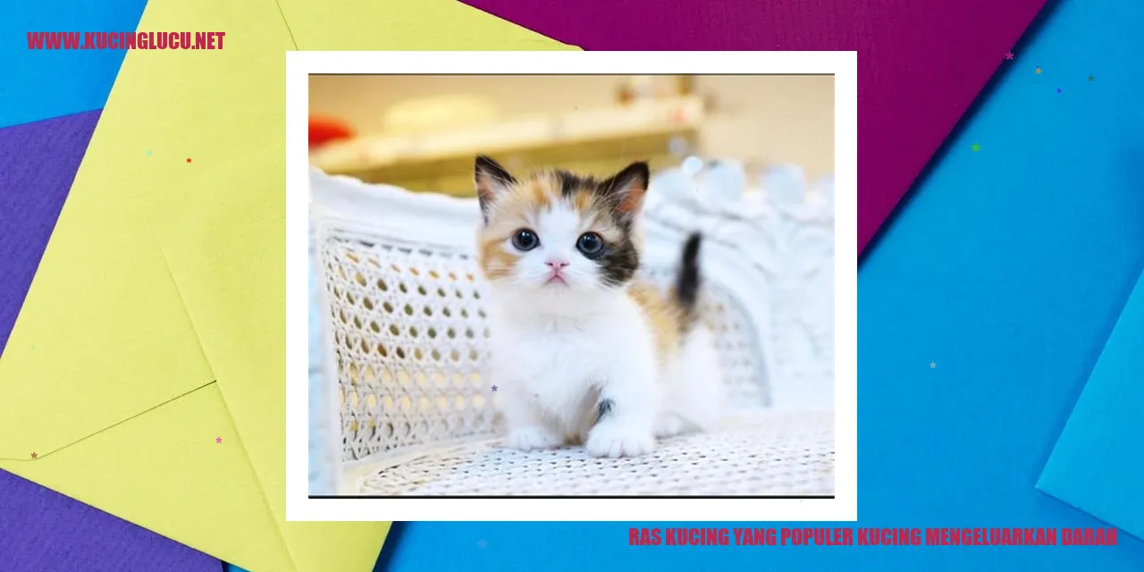 Ras Kucing yang Populer kucing mengeluarkan darah