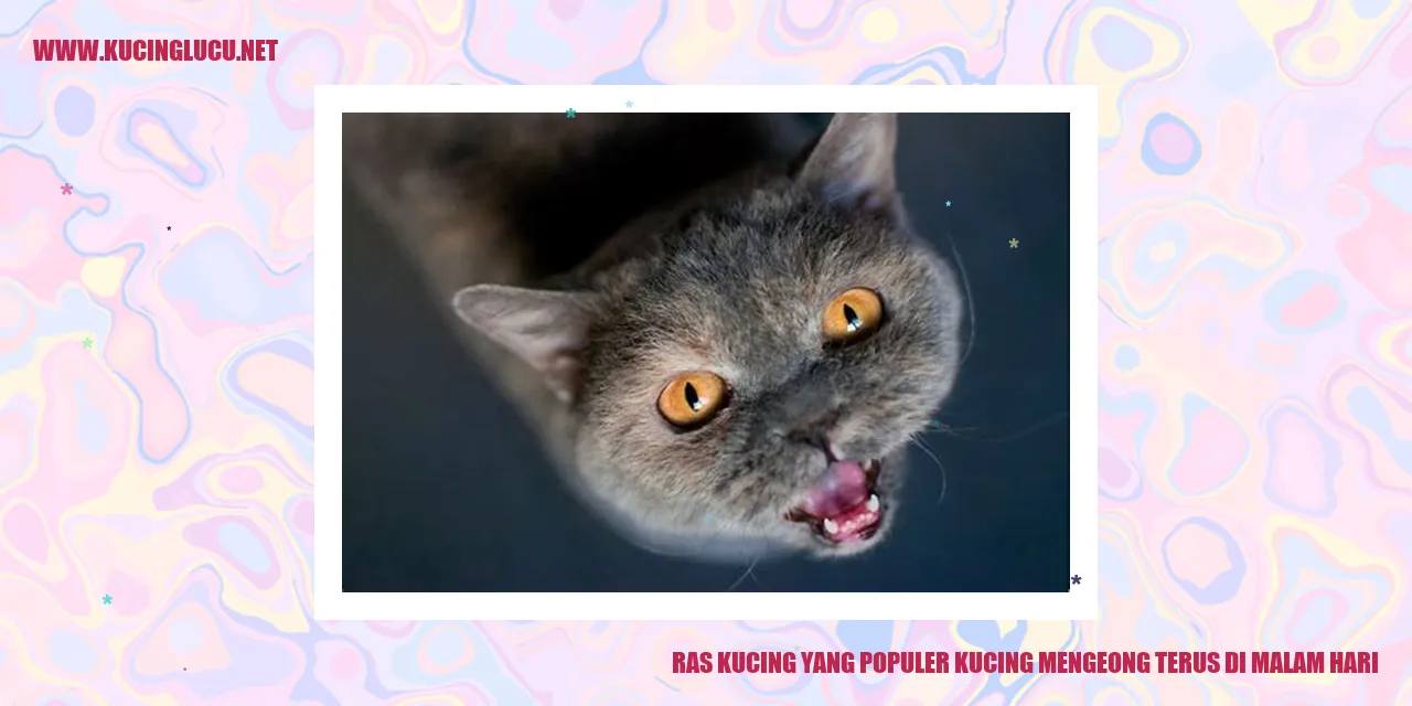 Ras Kucing yang Terkenal Suka Mengeong di Malam Hari