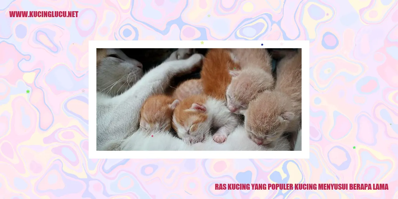 Ras Kucing yang Populer kucing menyusui berapa lama