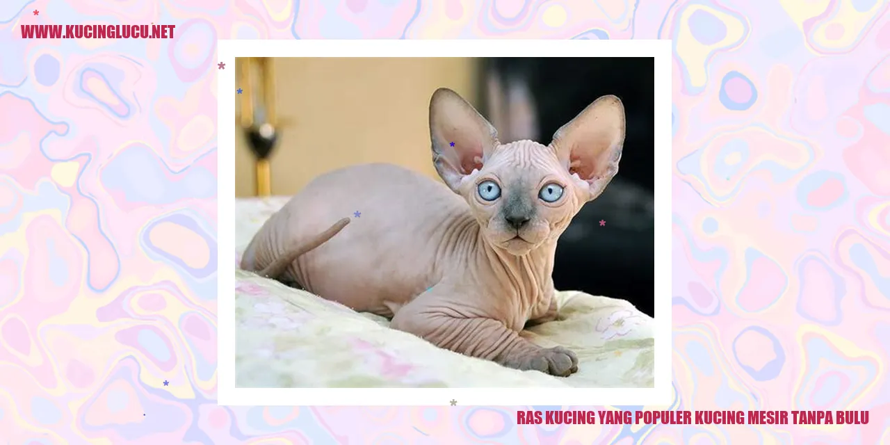 Kucing Mesir Tanpa Bulu