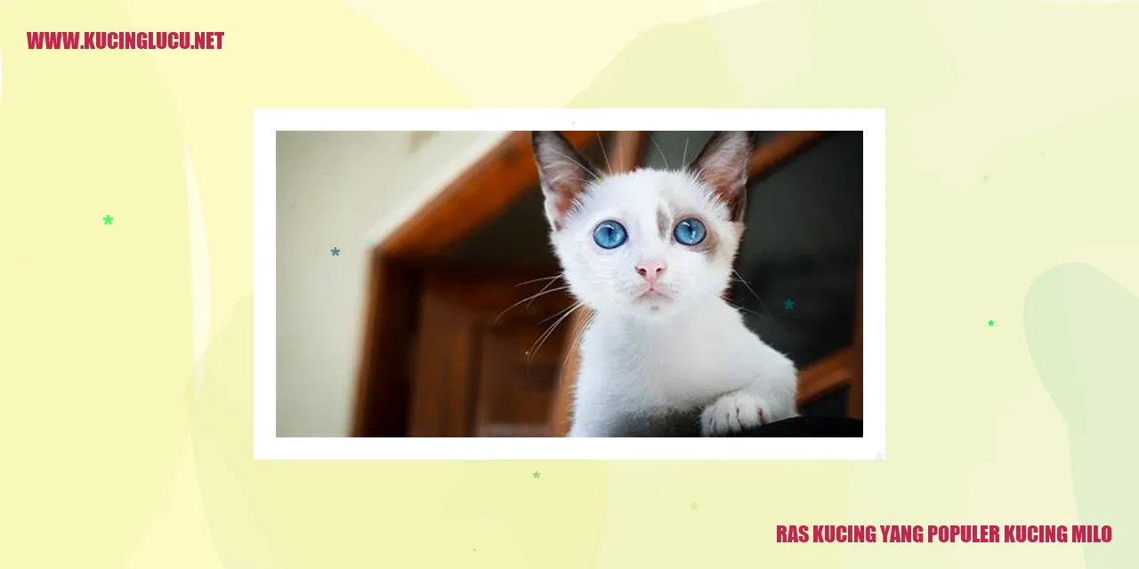 Ras Kucing yang Populer kucing milo
