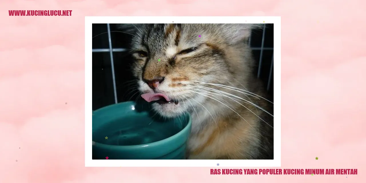 Kucing Populer: Kebiasaan Minum Air Mentah