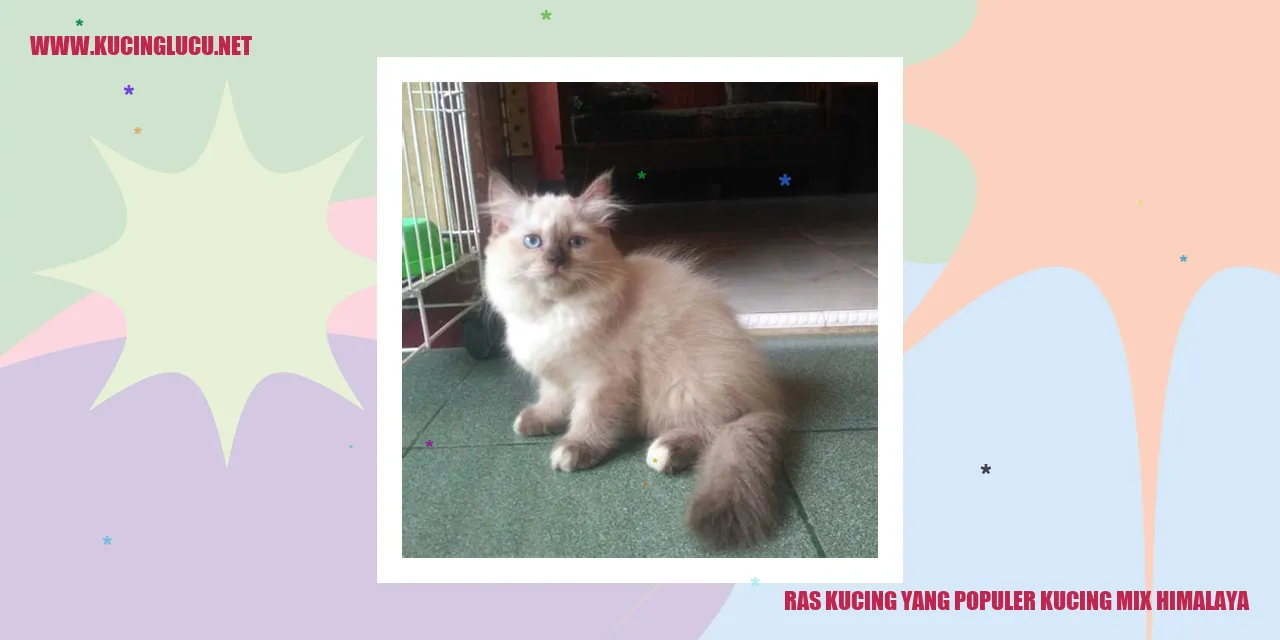 Kucing Mix Himalaya