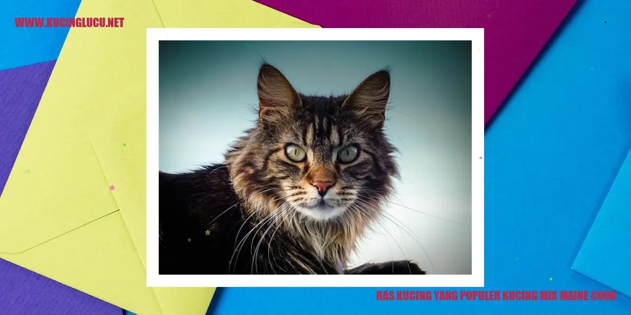 Gambar Kucing Mix Maine Coon