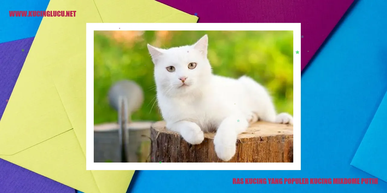 Kucing Mixdome Putih