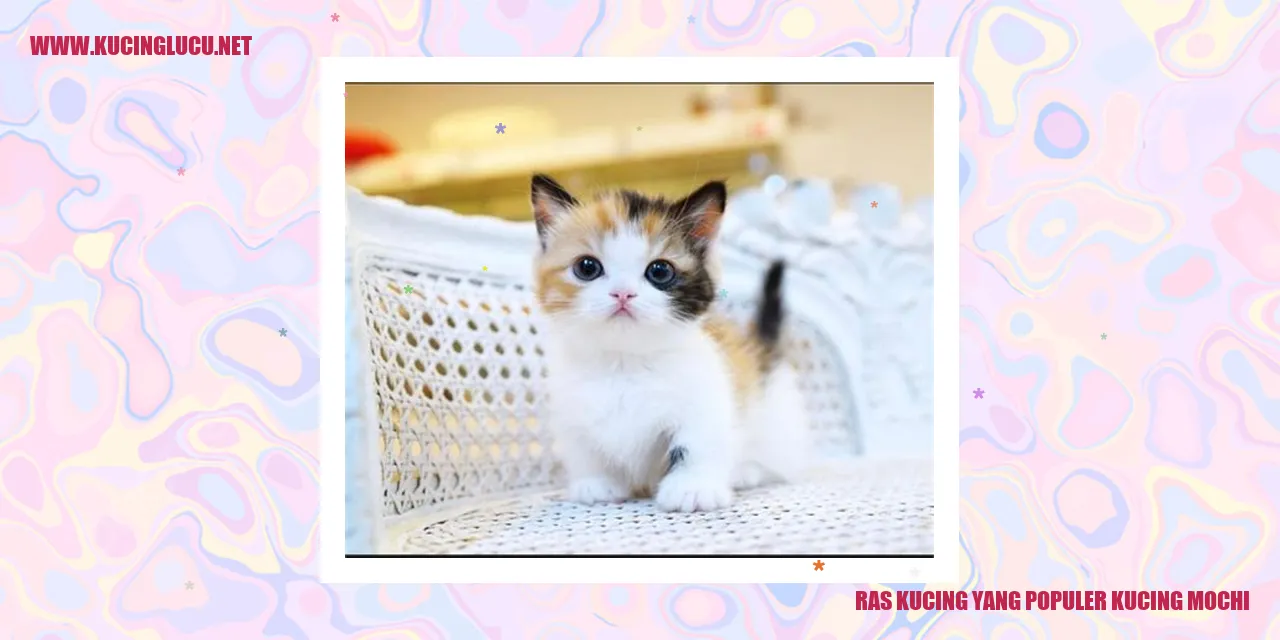 Kucing Mochi