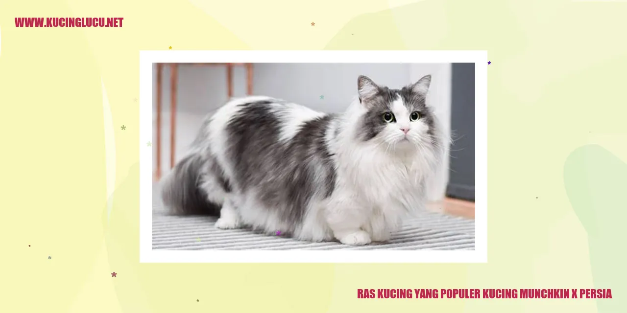 Ras Kucing yang Populer: Kucing Munchkin x Persia