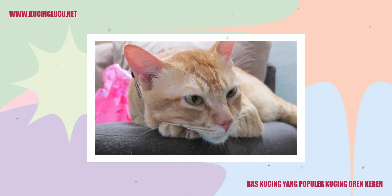 Kucing Oren yang Menawan
